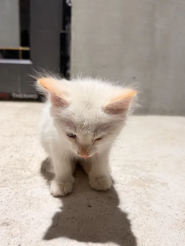 Кот мальчик 2 месяца голубые глаза домашний 4