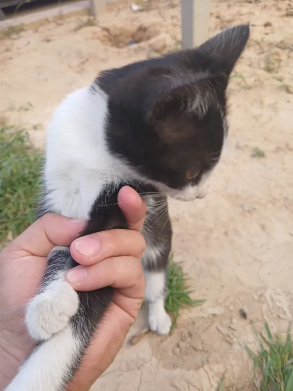 Котёнок 2 Котёнок 2