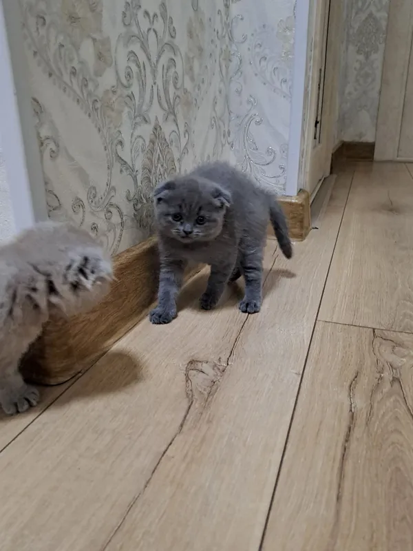 Красивые котята в добрые руки 1 Красивые котята в добрые руки 1