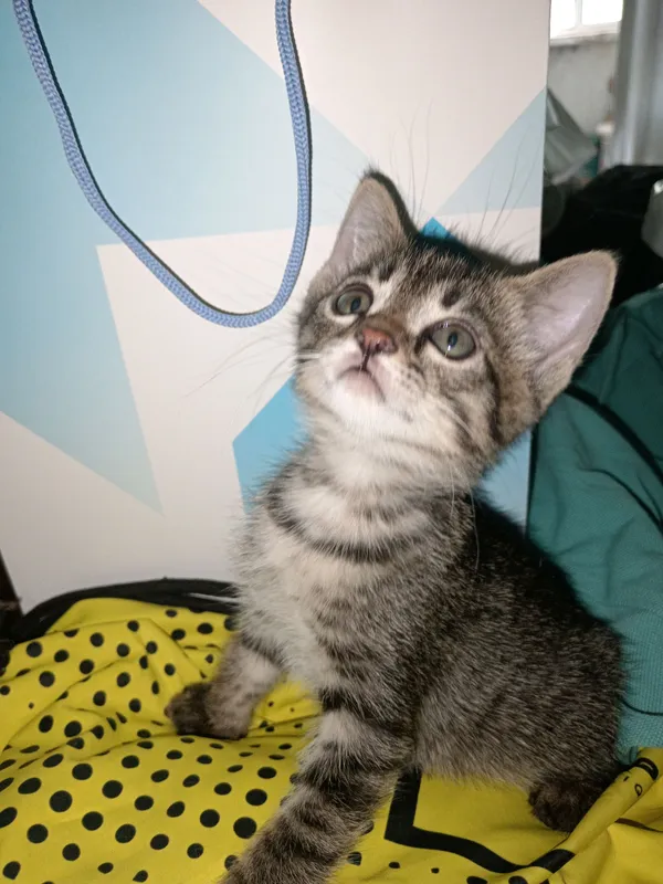 Котенок (девочка) 1.5 месяца