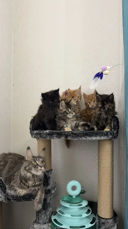 Премиальные котята Maine Coon | Элитная порода 3 Премиальные котята Maine Coon | Элитная порода 3