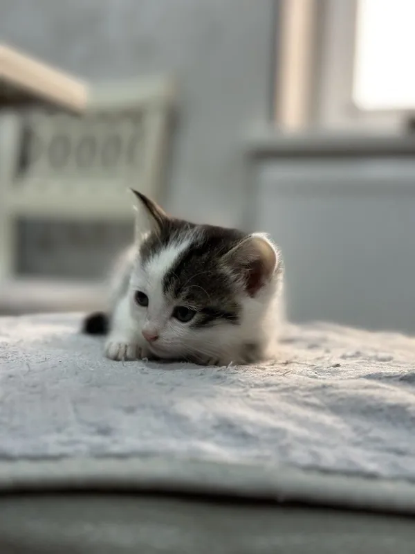 Породистые котята — фото 3