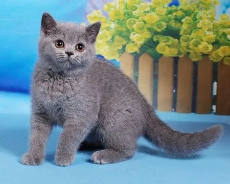 Британские красивые котята 5 Британские красивые котята 5