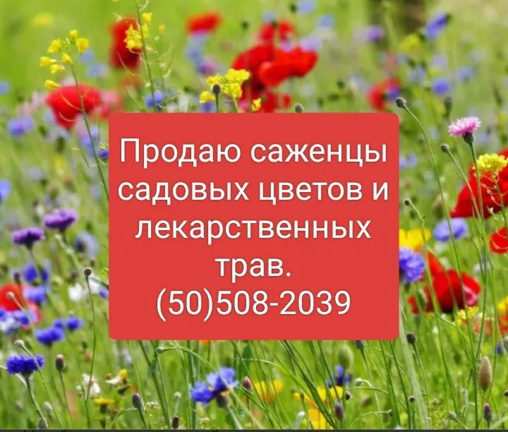 Саженцы садовых цветов и лекарственных трав.