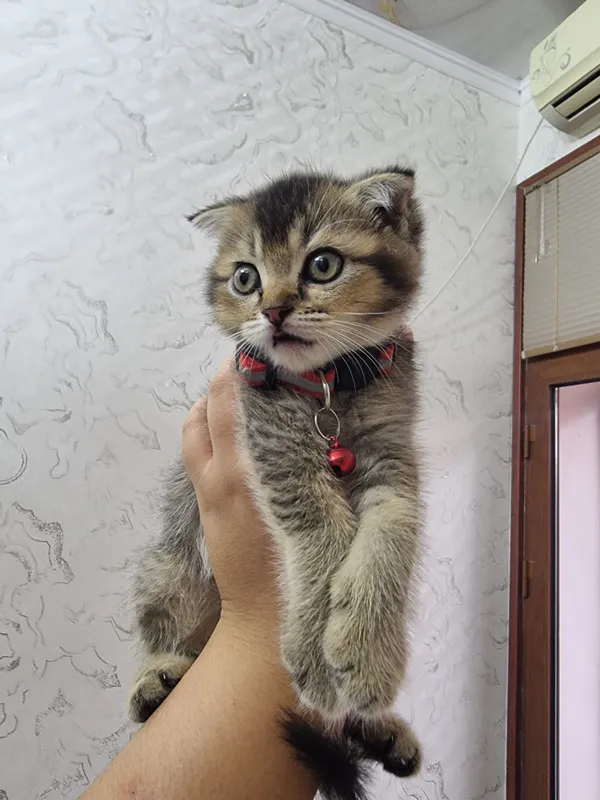 Котята скоттиш фолд и страйт золотые шиншилла 3