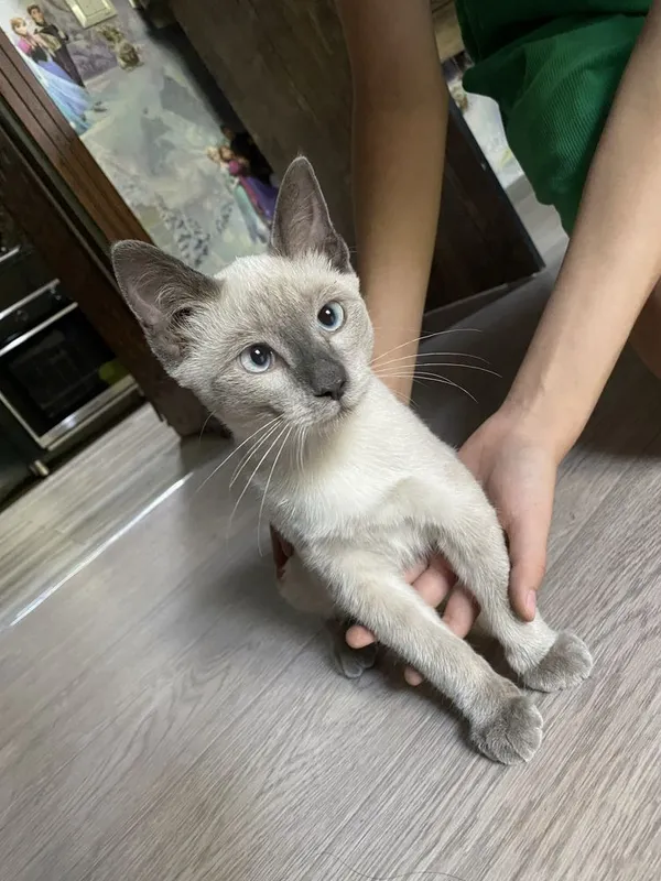 Продам сиамского котенка 1 Продам сиамского котенка 1