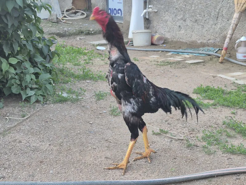 Дакан хурез Куланги — фото 1