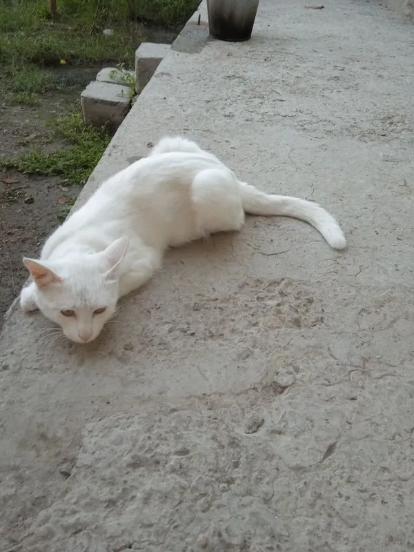 Кошка попадаю туретиская 1