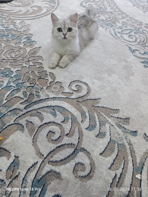 Mushuk British Shorthair zotdor 6 Mushuk British Shorthair zotdor 6
