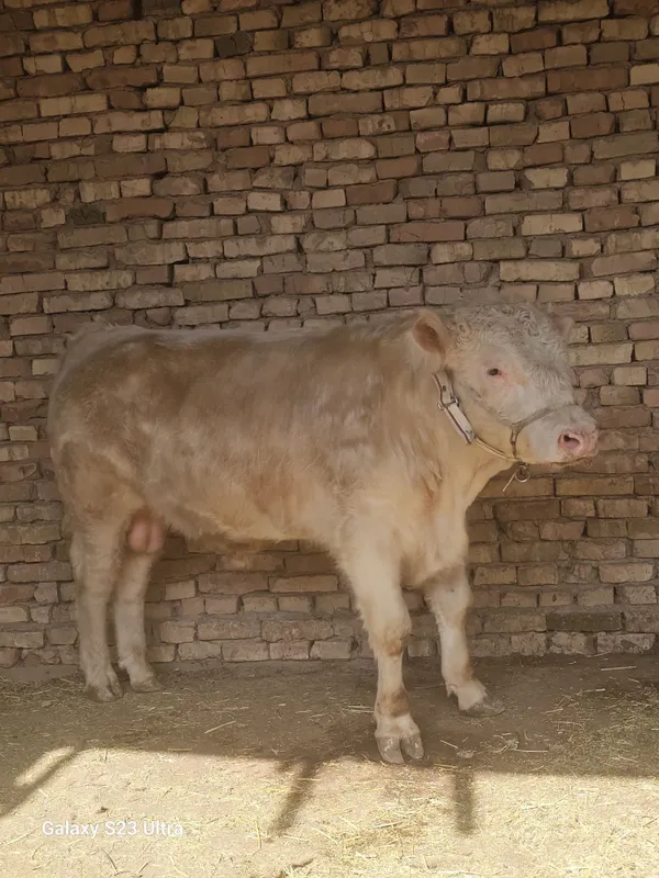Sharalen buqa sotiladi chista fransiyaniki narxi 40 ml zotgayan zoʻr