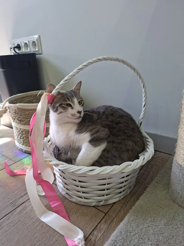 Котик мальчик кастрированный 3 Котик мальчик кастрированный 3