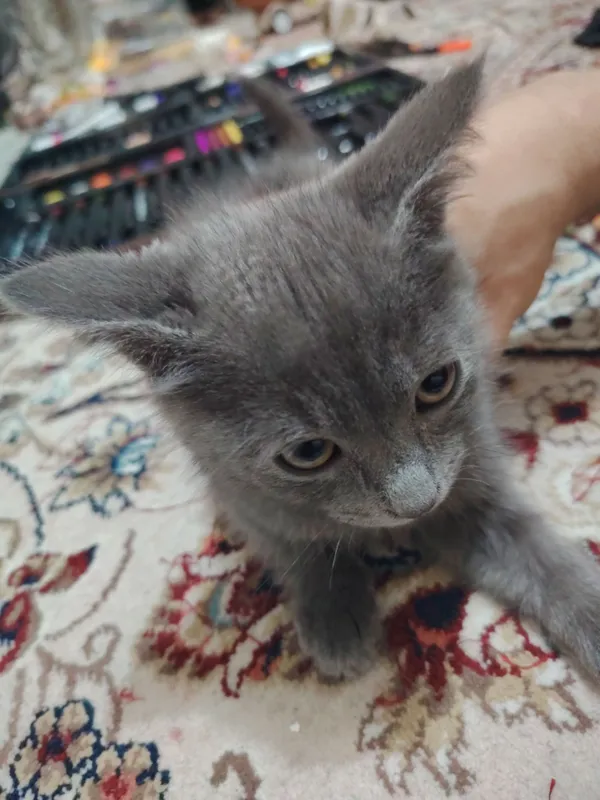 котята продаются мальчик девочка 2
