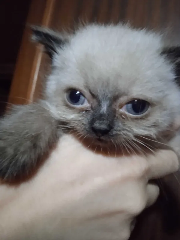 Скотиш страйт сиамского окраса, девочка, 2 месяца. 1