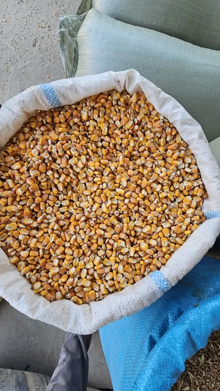 Makkajo‘xori sifatli yemlar 5 Makkajo‘xori sifatli yemlar 5