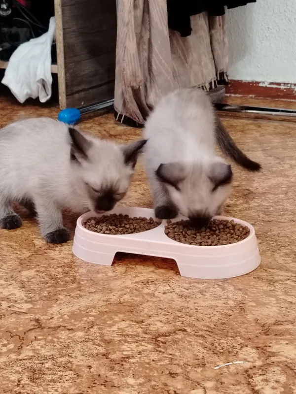 syamiski mushu bolasi sotiladi 2 oylik soglom — фото 3