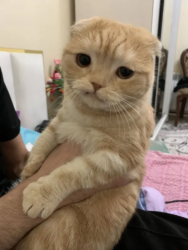 Скотищфолд 3 года Майса — фото 1