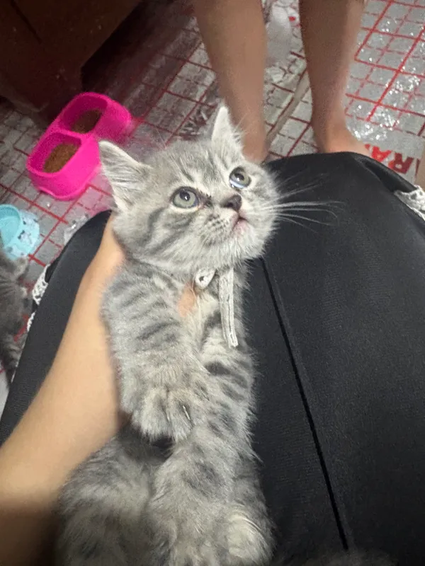 Arzonga chiroyli mushu