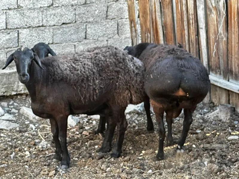 Продаются два барана 3 Продаются два барана 3