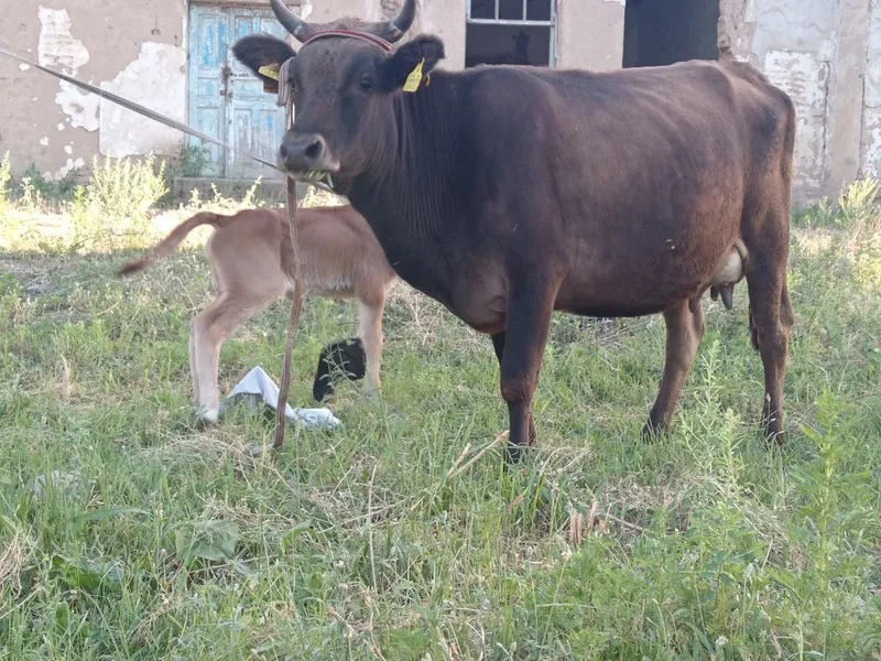 Ona bola sigir sotiladi 2 Ona bola sigir sotiladi 2