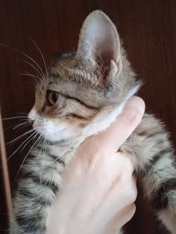 Пушистый котёнок в добрый ручки, девочка 2 с половиной месяца. 7
