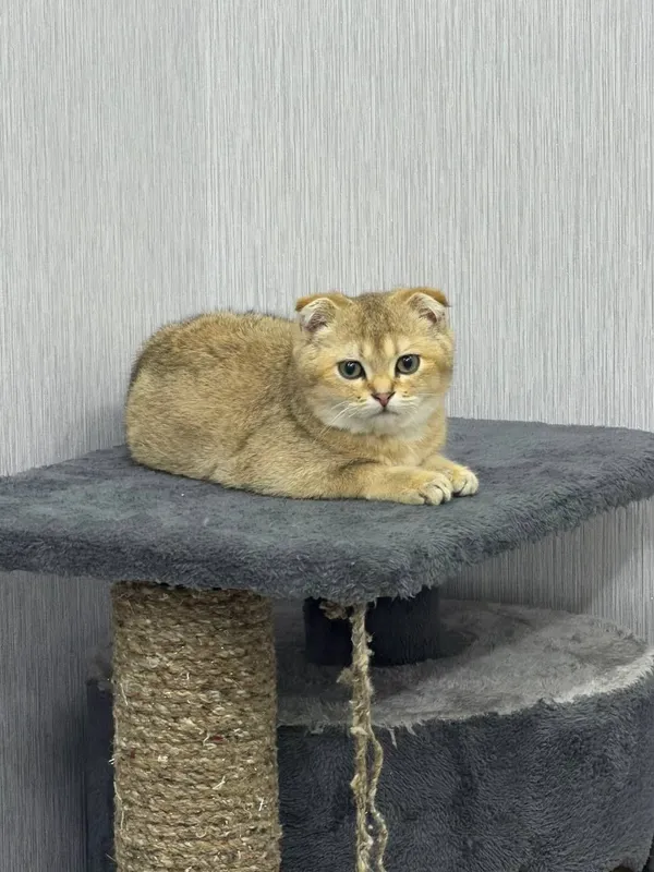 продаётся Породистая кошка Золотая шиншилла — фото 2