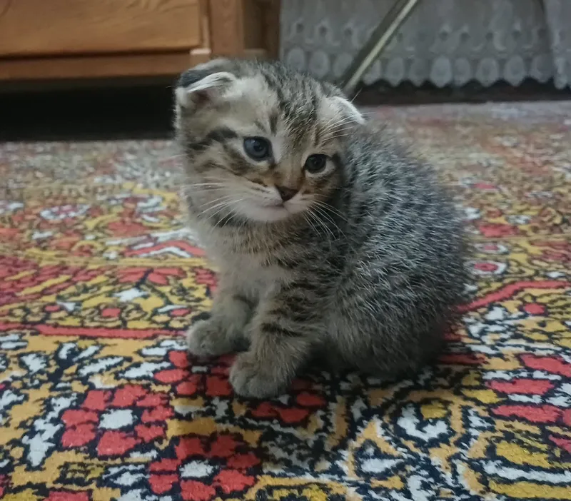 Mushuklar (Scottish Fold) — фото 4