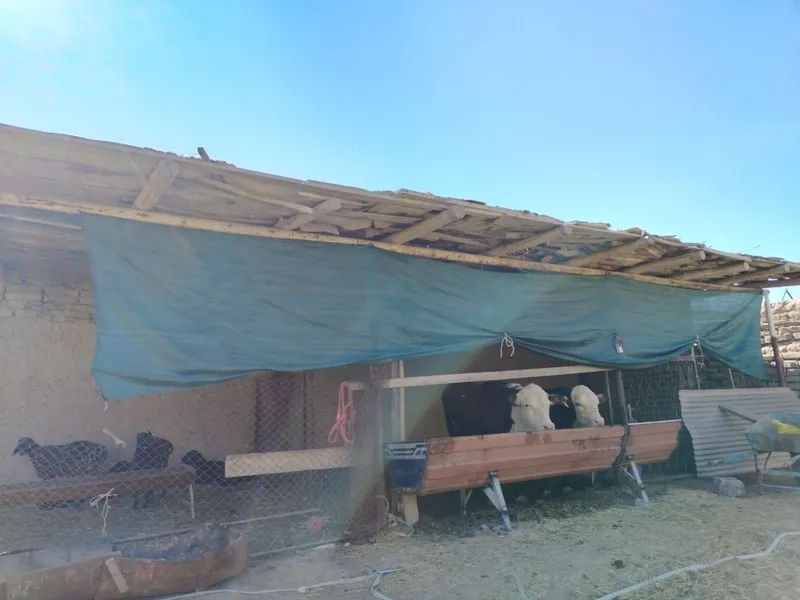 Narpaydan Hovli sotiladi 14 sotix 6 Narpaydan Hovli sotiladi 14 sotix 6