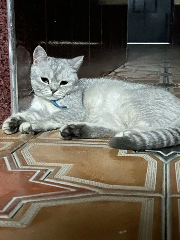 Британская серебристая шиншилла вязка — фото 1