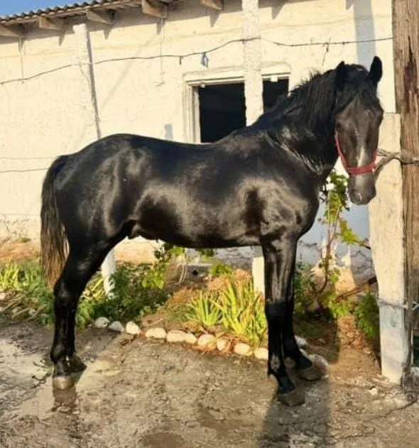 Ot toy sotiladi qoni zoti tayin — фото 1