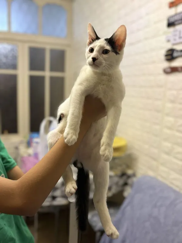 Отдам котенка мальчика в хорошие добрые руки 4 Отдам котенка мальчика в хорошие добрые руки 4