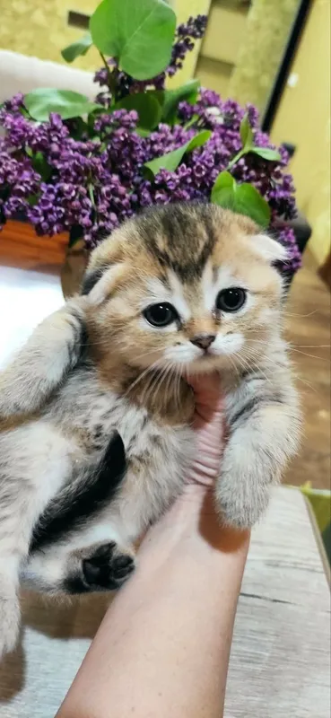 Шикарные малыши скотишь фолд золотая шиншилла — фото 3