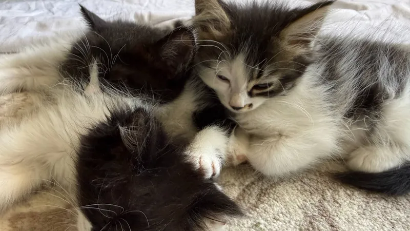 Кошка-мама и котята 4 Кошка-мама и котята 4