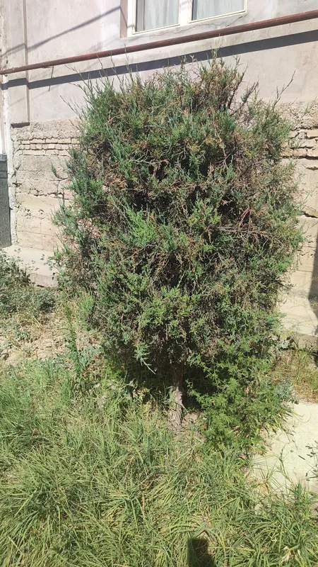 Archa sotiladi Archa sotiladi 3