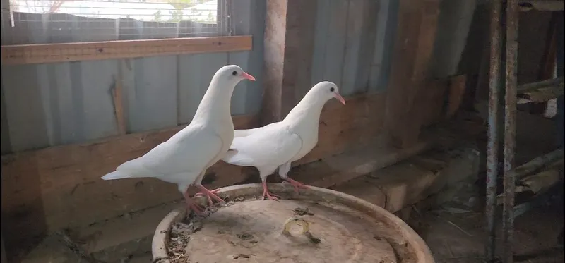 Продаются голуби 2