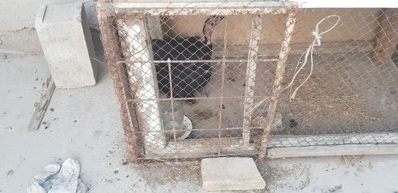Samsun S8 kurkalar 1 Samsun S8 kurkalar 1