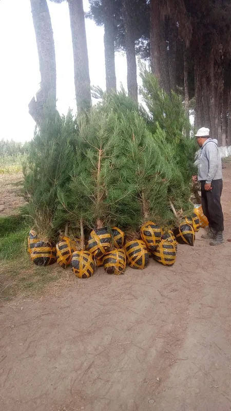 archa koʻchatlari bor Toshkent boʻylab bor