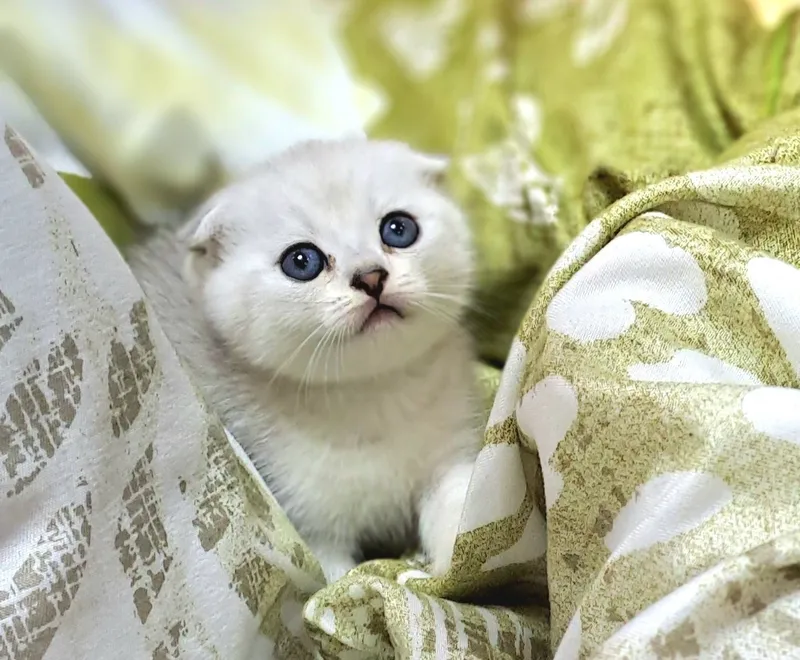 Котёнок от правильной вязки 2