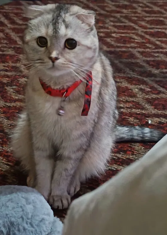 Скотиш Фолд девочка 1 Скотиш Фолд девочка 1