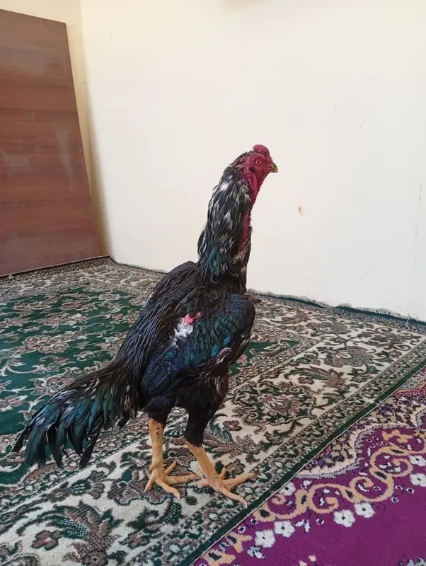 O Shamo xo‘rozi toza qon 100 % — фото 6