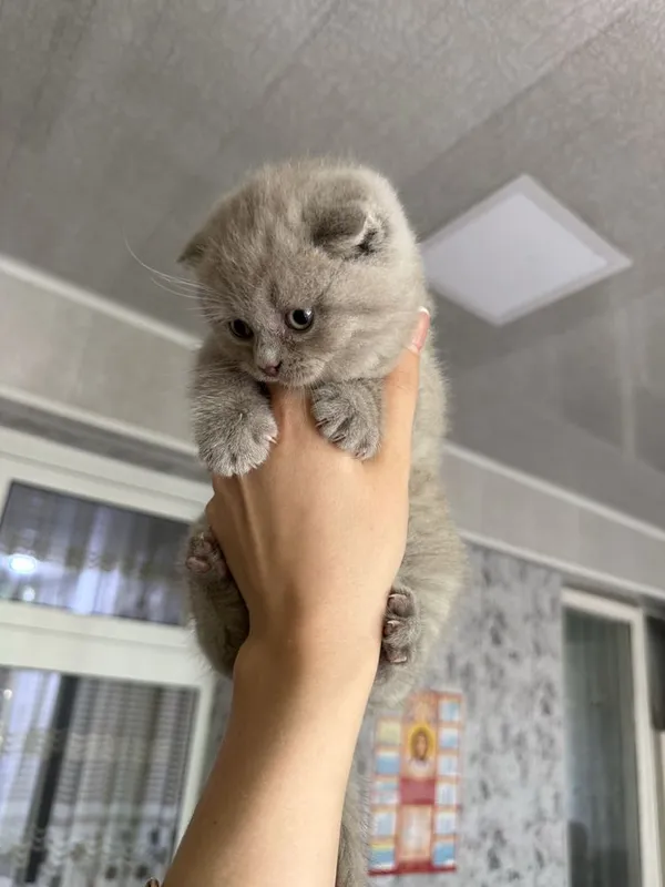 Чистокровные шотландские котята — фото 1 Чистокровные шотландские котята — фото 1
