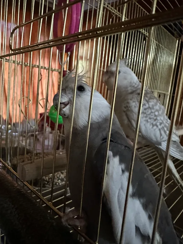 Попугай корелла, пакистанский 4 Попугай корелла, пакистанский 4