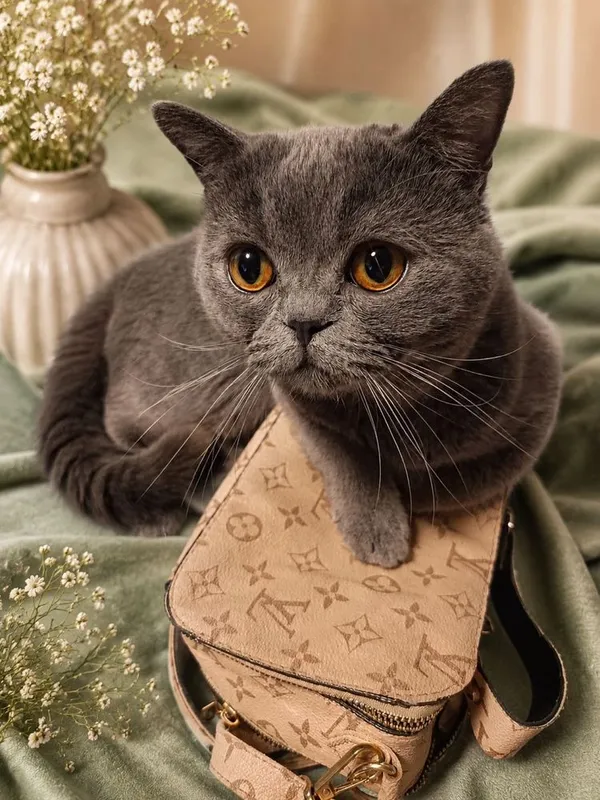 Вязка котов чистокровный британец 3