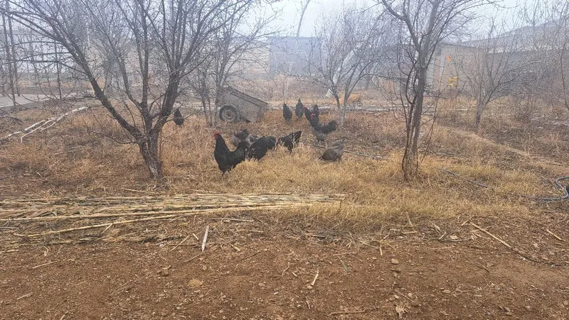 Жерси, кора шахзода ва хонаки хурозлар сотилади 2 Жерси, кора шахзода ва хонаки хурозлар сотилади 2