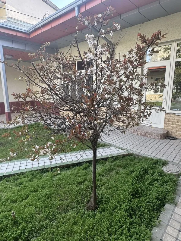 Дом, 6 соток, торцевая, махалля Амир Темур, за рестораном Трюфель — фото 4