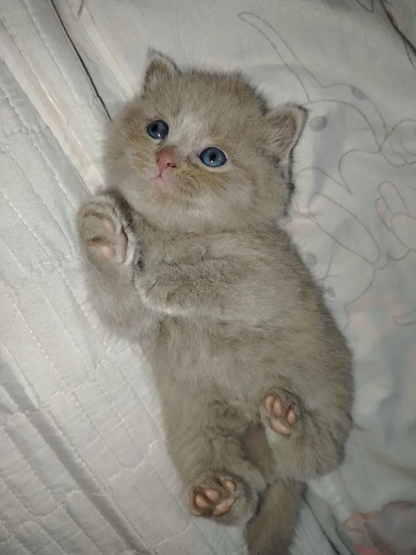 Продаются породистые британские котят — фото 4