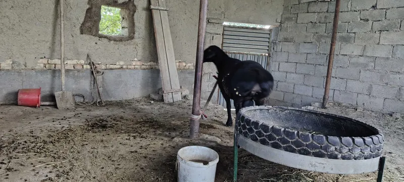 Hisori qo'chqorlar sotiladi. 3
