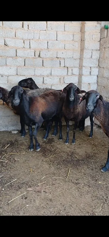 Assalomlekum Urgʻochi qoyla va Bogʻoz Qoylar sotiladi 4 Assalomlekum Urgʻochi qoyla va Bogʻoz Qoylar sotiladi 4