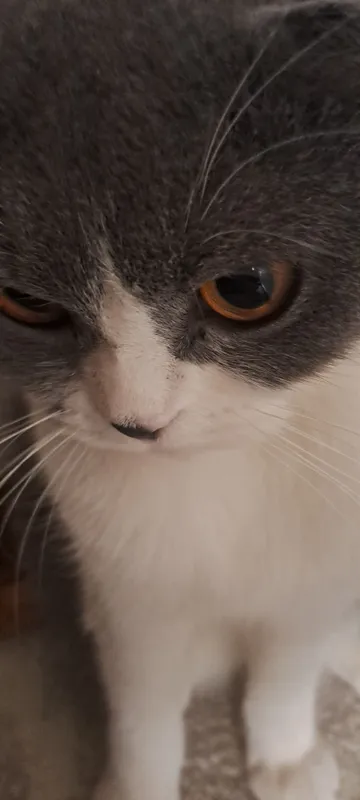 scottish fold 6 oylik 2 scottish fold 6 oylik 2