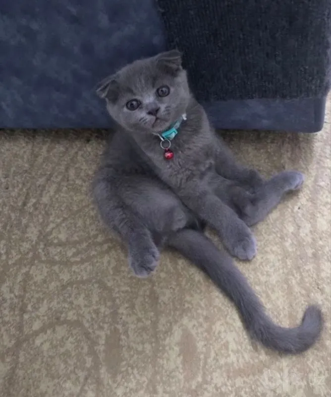 Скоттиш фолд и страйт 1 Скоттиш фолд и страйт 1