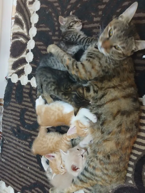 Котята Даром 5 шт — фото 2